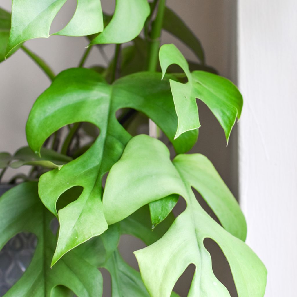 Filodendro - Philodendron Minima - Monstera minima