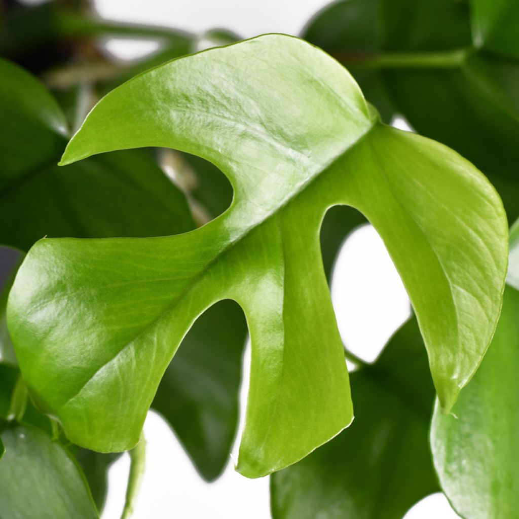 Filodendro - Philodendron Minima - Monstera minima