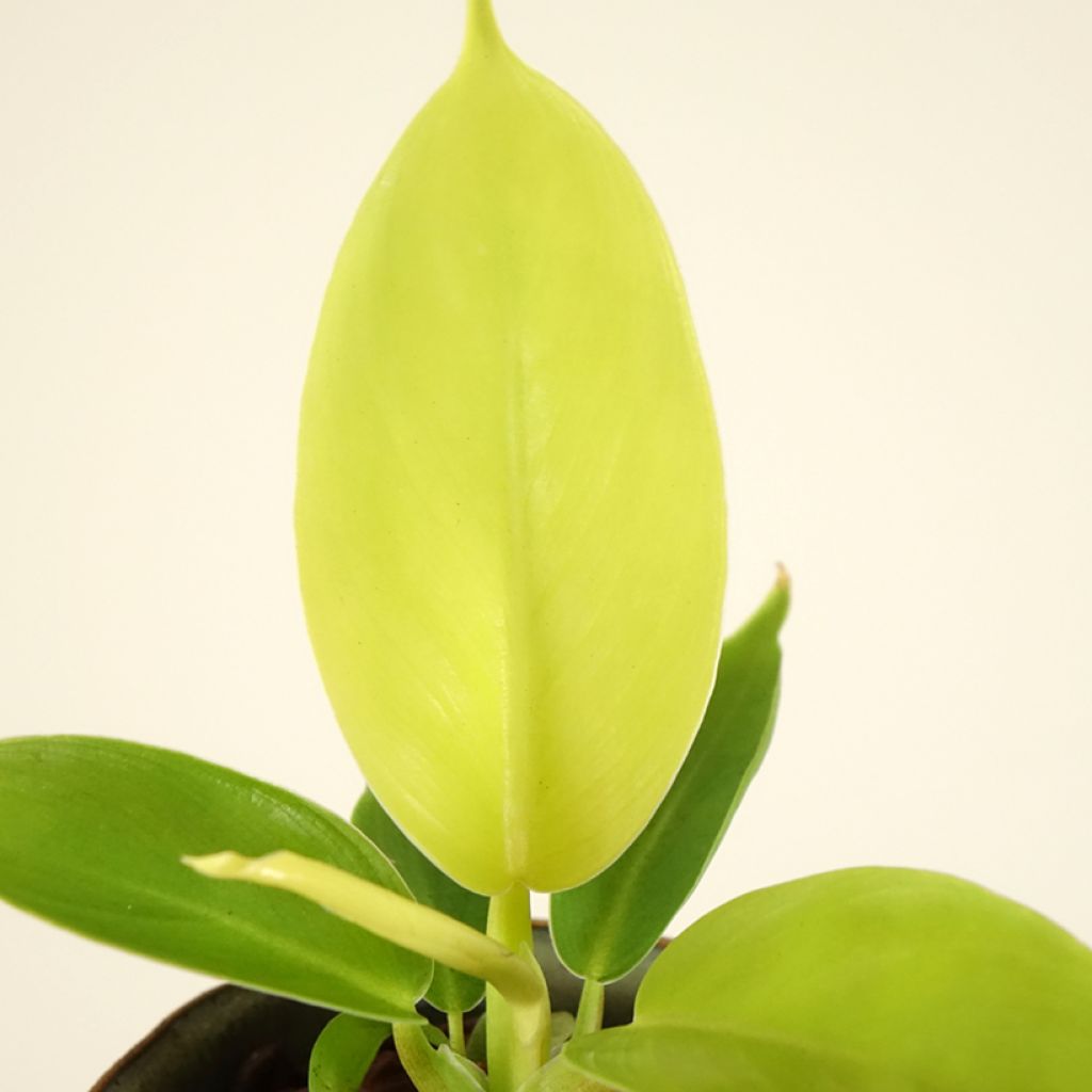 Filodendro - Philodendron Moonlight