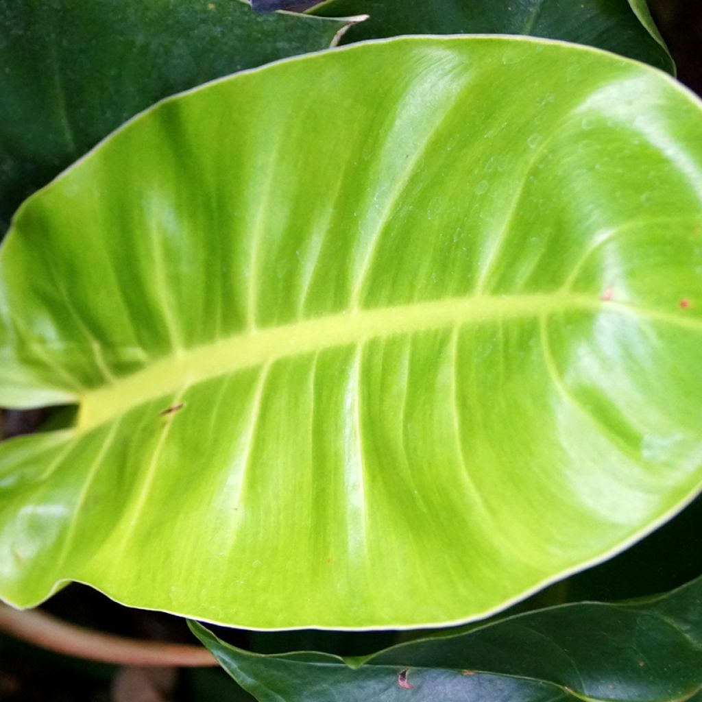 Filodendro - Philodendron Moonlight