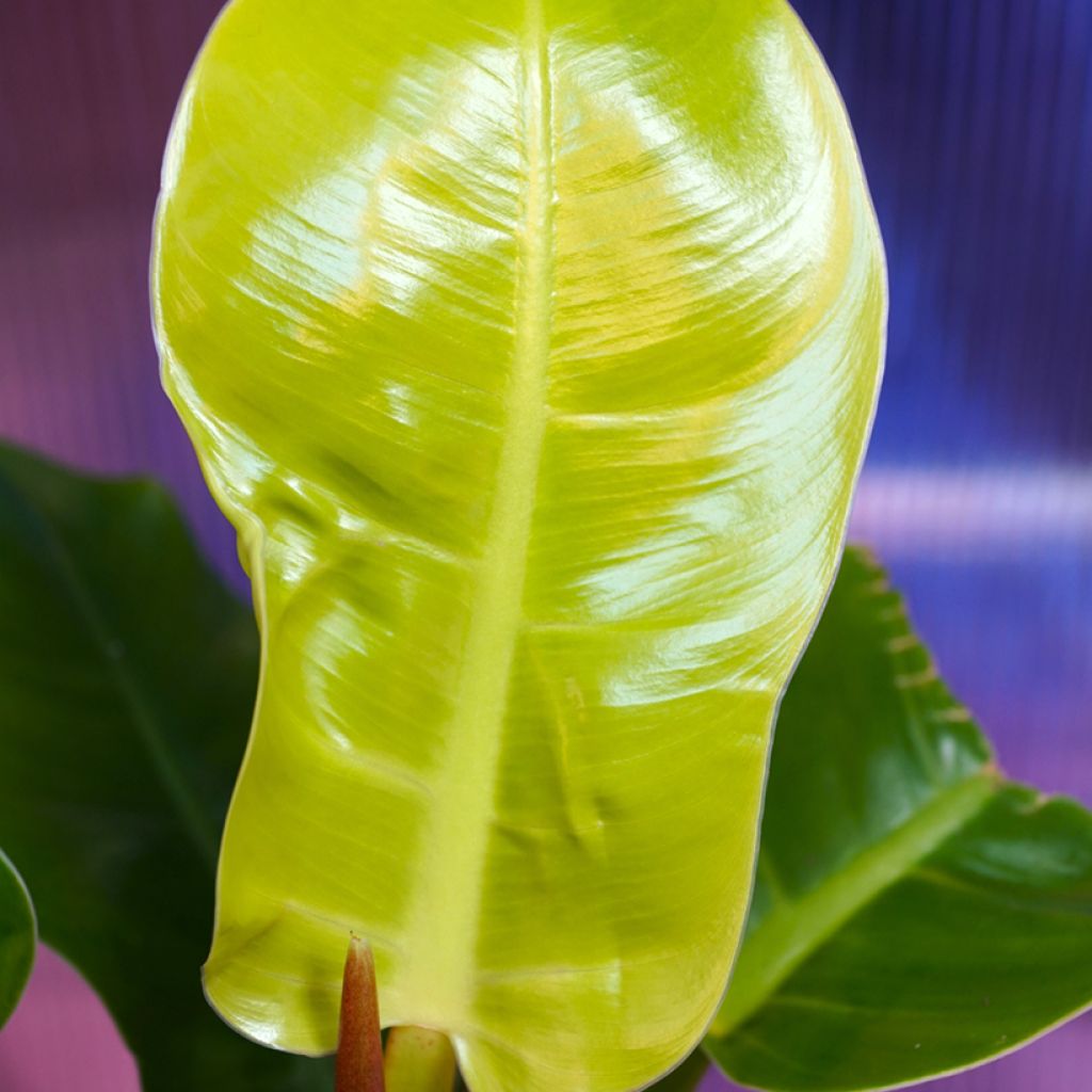 Filodendro - Philodendron Moonlight