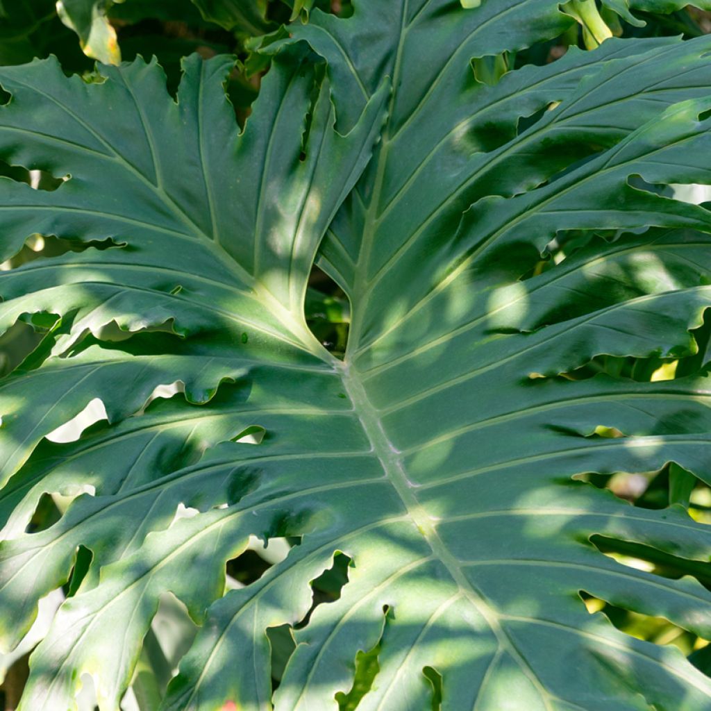 Filodendro - Philodendron radiatum