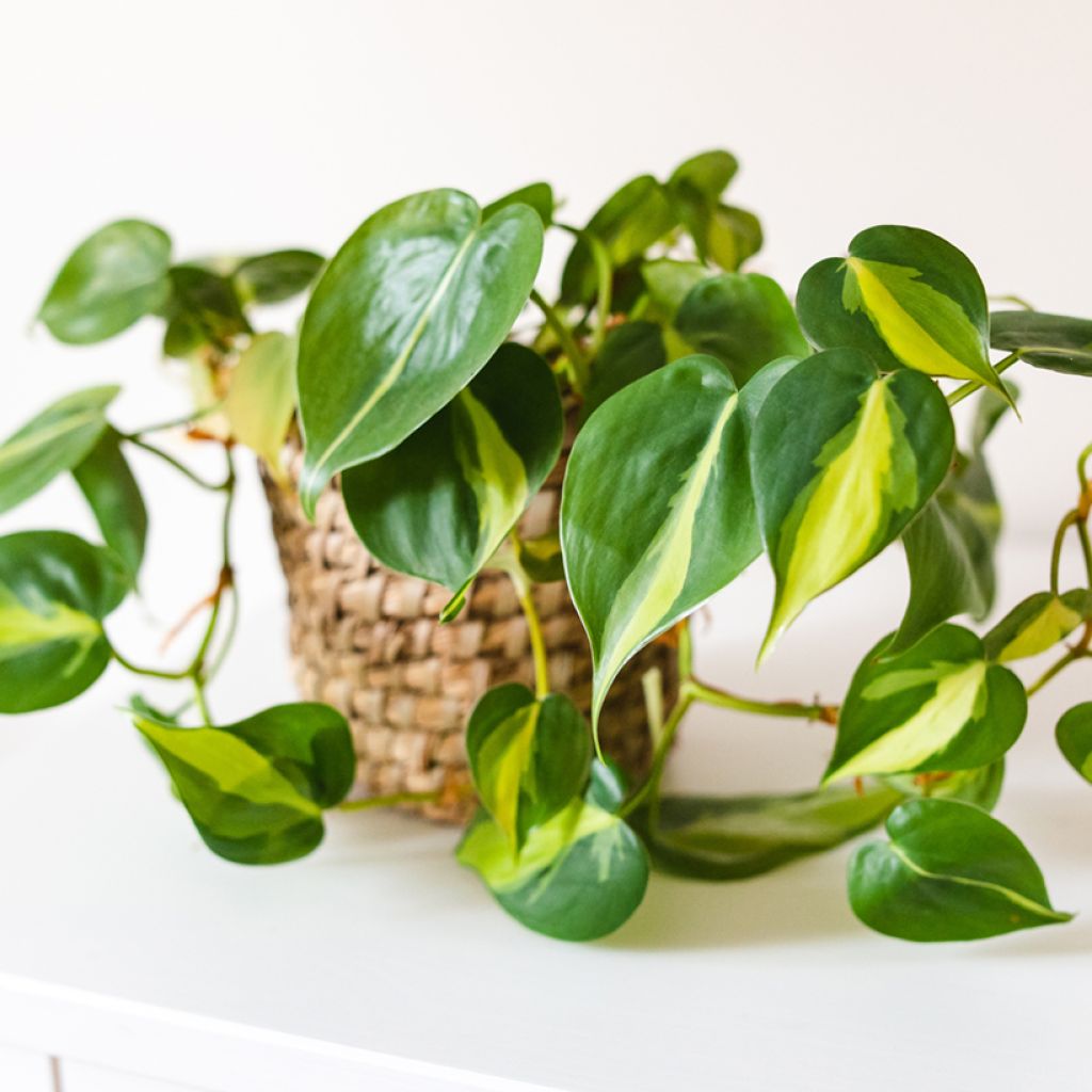 Filodendro - Philodendron scandens Brasil