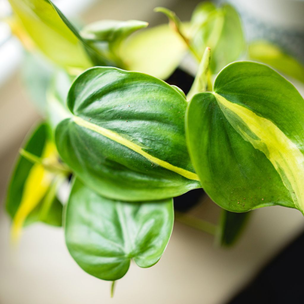 Filodendro - Philodendron scandens Brasil