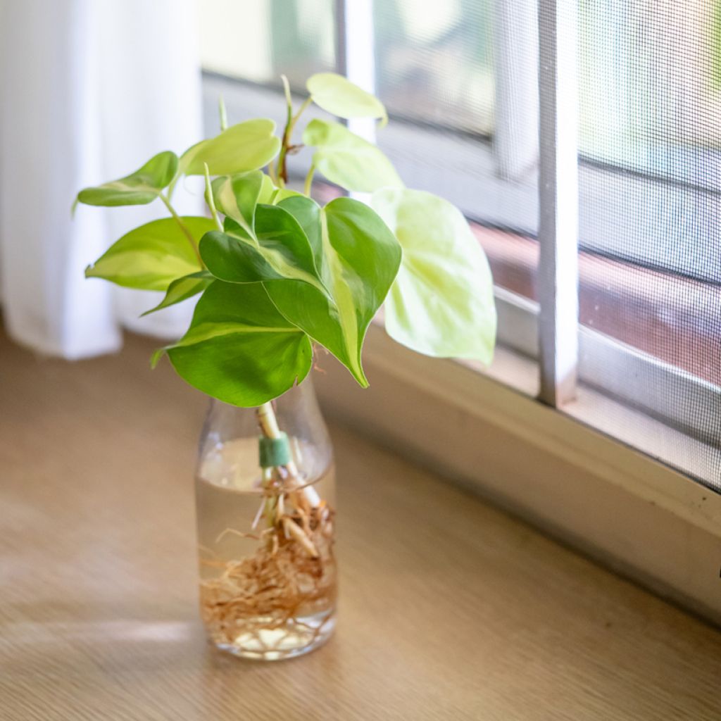 Filodendro - Philodendron scandens Brasil