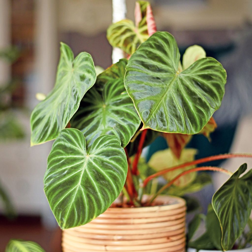 Filodendro - Philodendron verrucosum