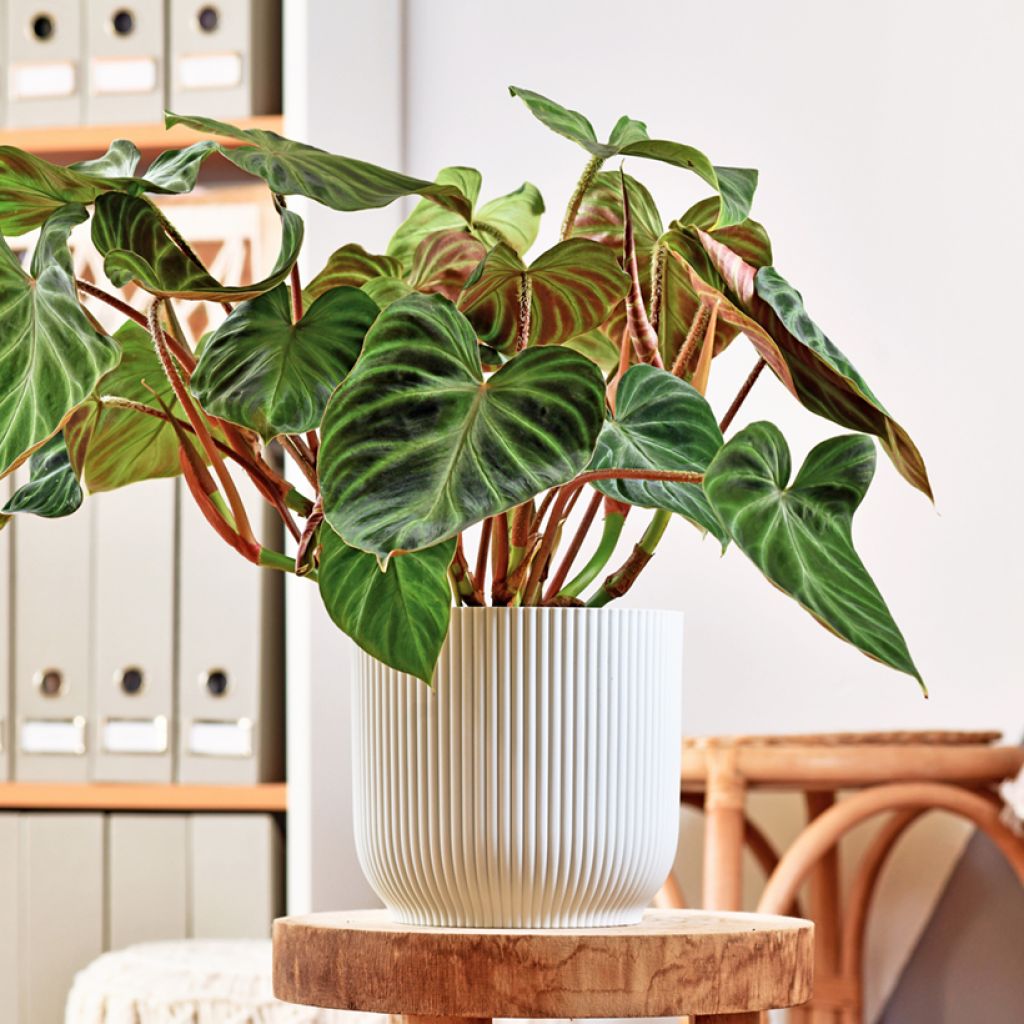 Filodendro - Philodendron verrucosum