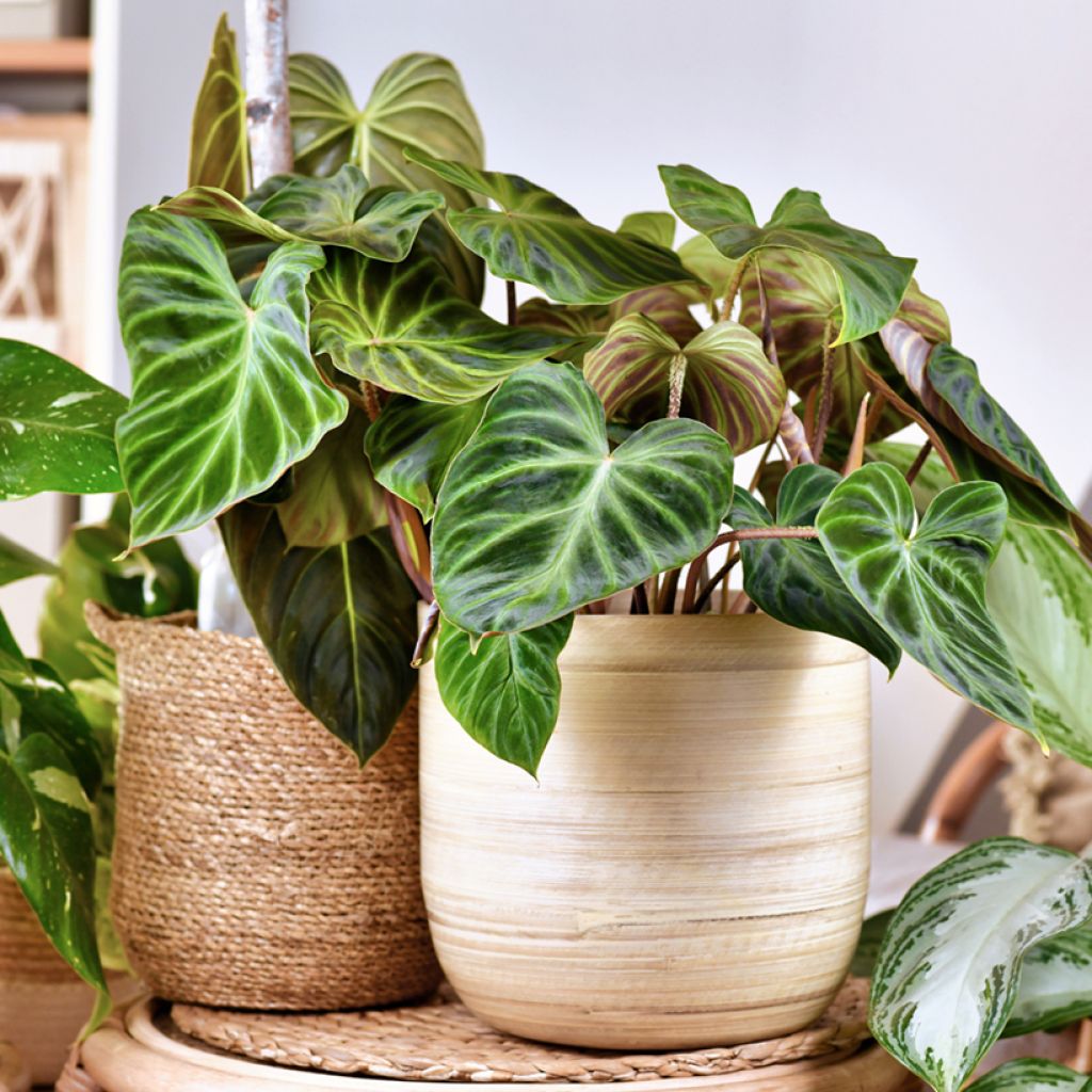 Filodendro - Philodendron verrucosum