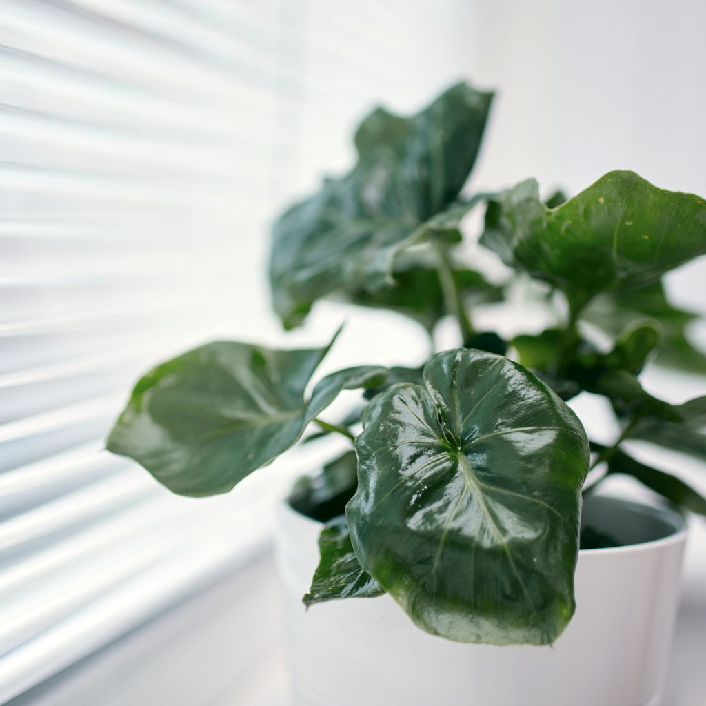 Filodendro - Philodendron Jungle (selloum x goeldii)