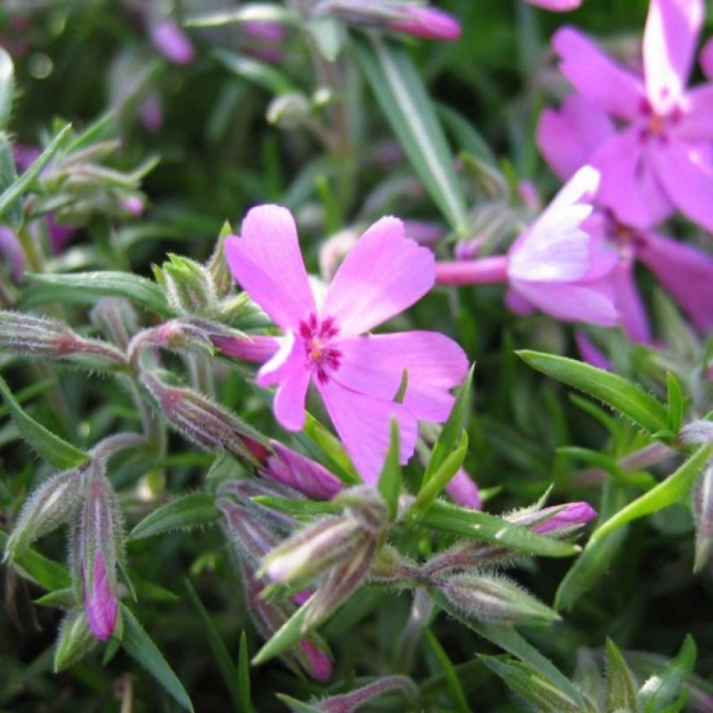 Phlox mousse Moerheimii
