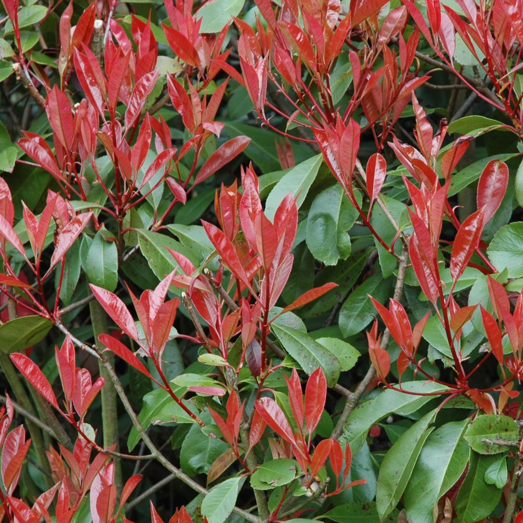 Photinia Fraseri Little Red Robin - Photinia nain Little Red Ro