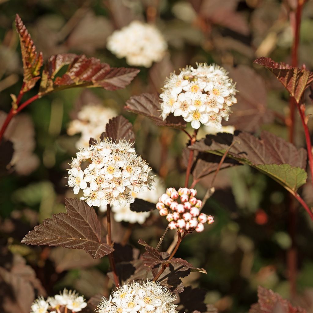 Physocarpus opulifolius Perspektiva - Physocarpe à feuilles d'Obier