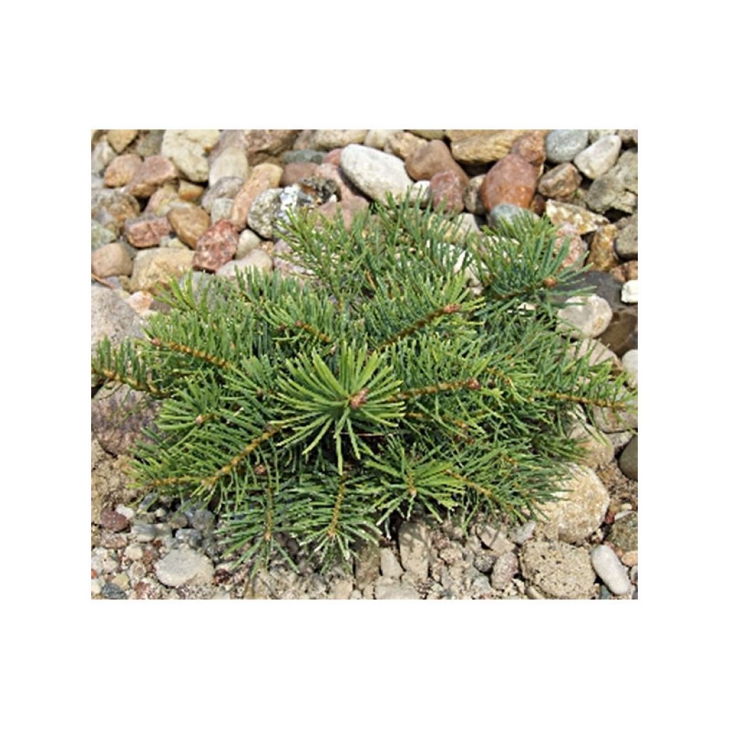 Picea abies Eagle Point - Epicea commun nain