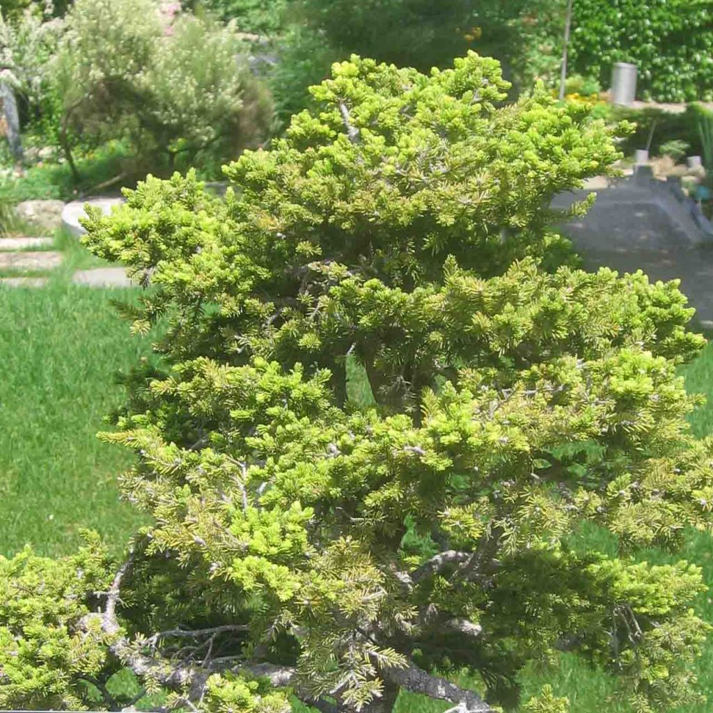 Picea jezoensis var. hondoensis - Epicea du Japon