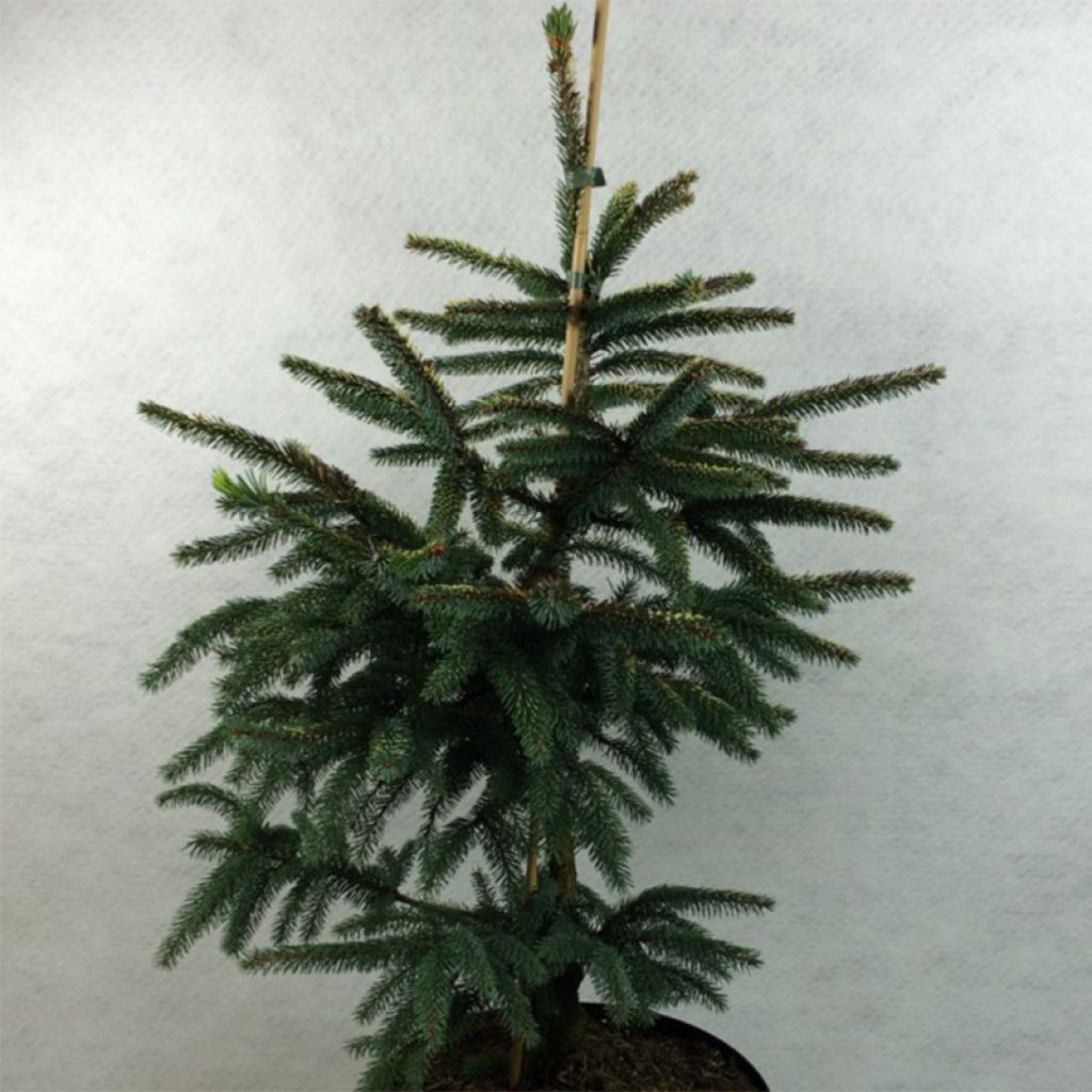 Picea mariana Aurea - Epinette noire