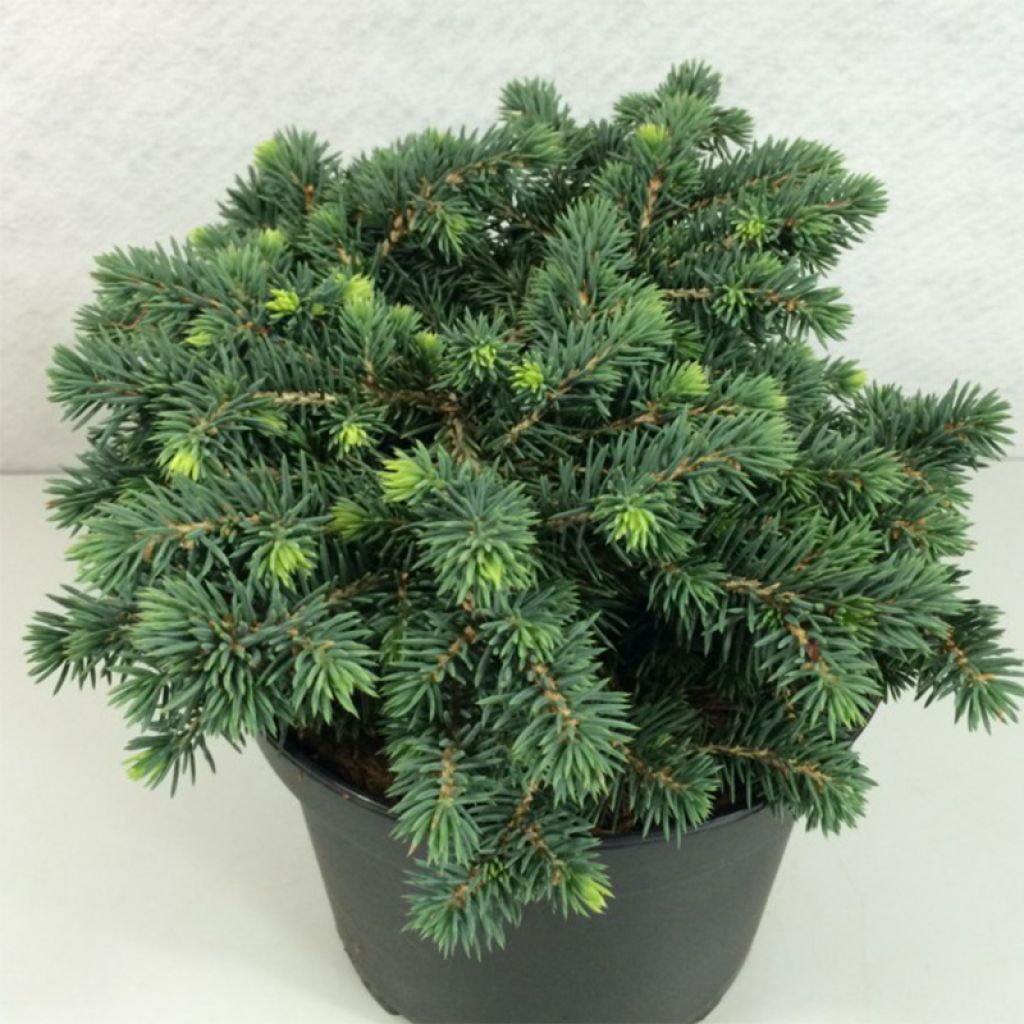Picea pungens Kuba - Epicea bleu