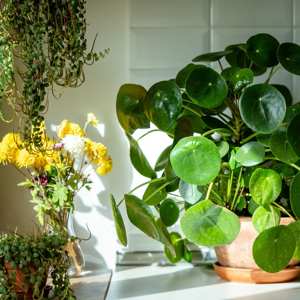 Pianta delle monete - Pilea peperomioides