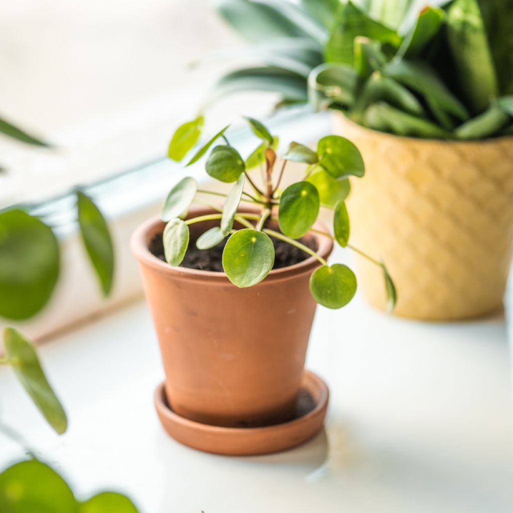 Pianta delle monete - Pilea peperomioides