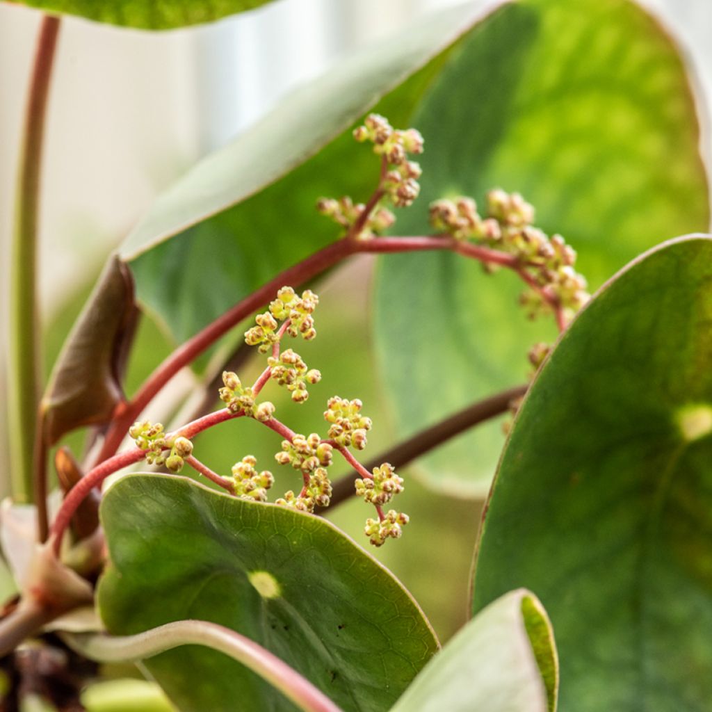 Pianta delle monete - Pilea peperomioides