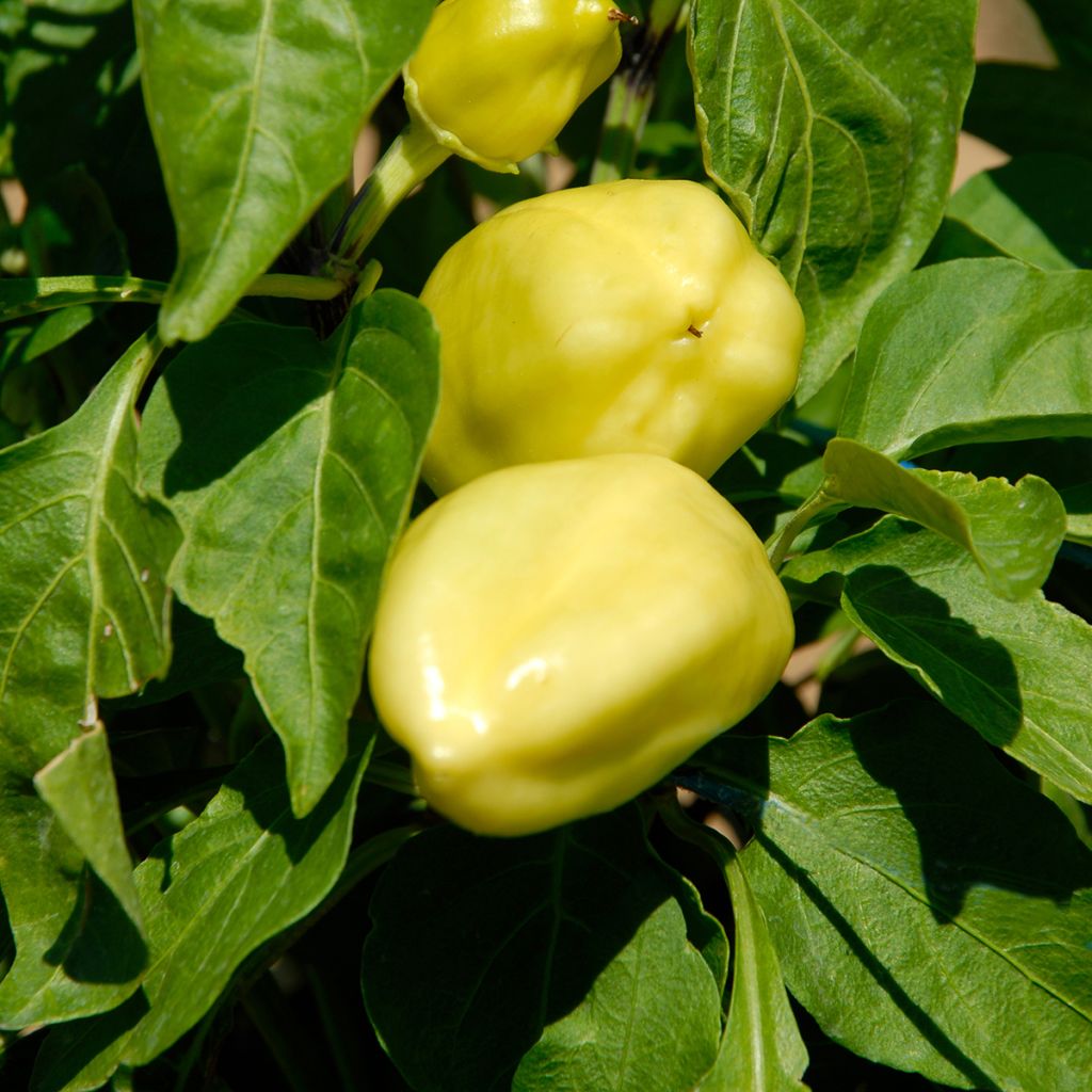 Peperone dolce Petit Marseillais