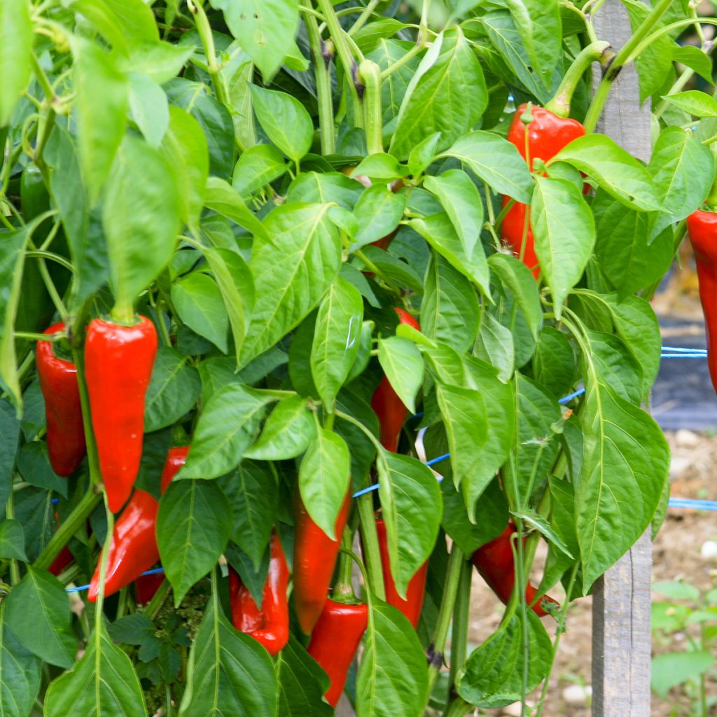 Peperoncino Gorria