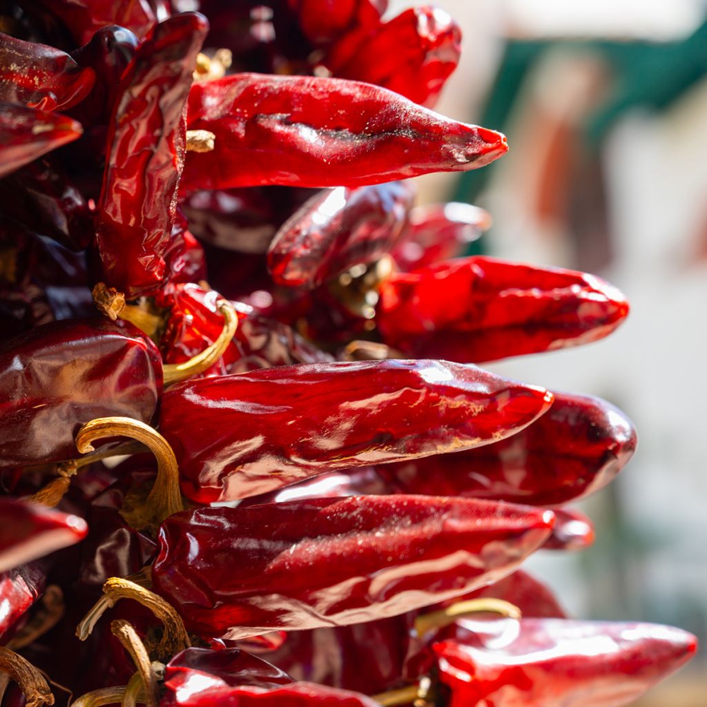 Peperoncino Gorria