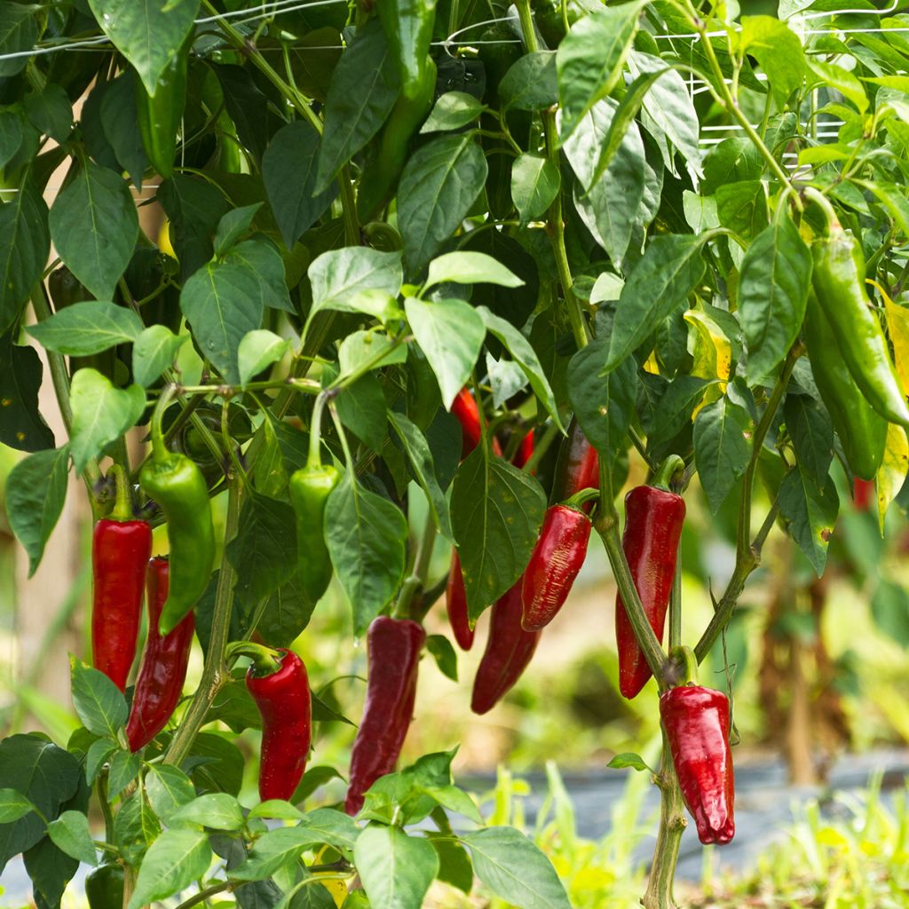 Peperoncino Gorria