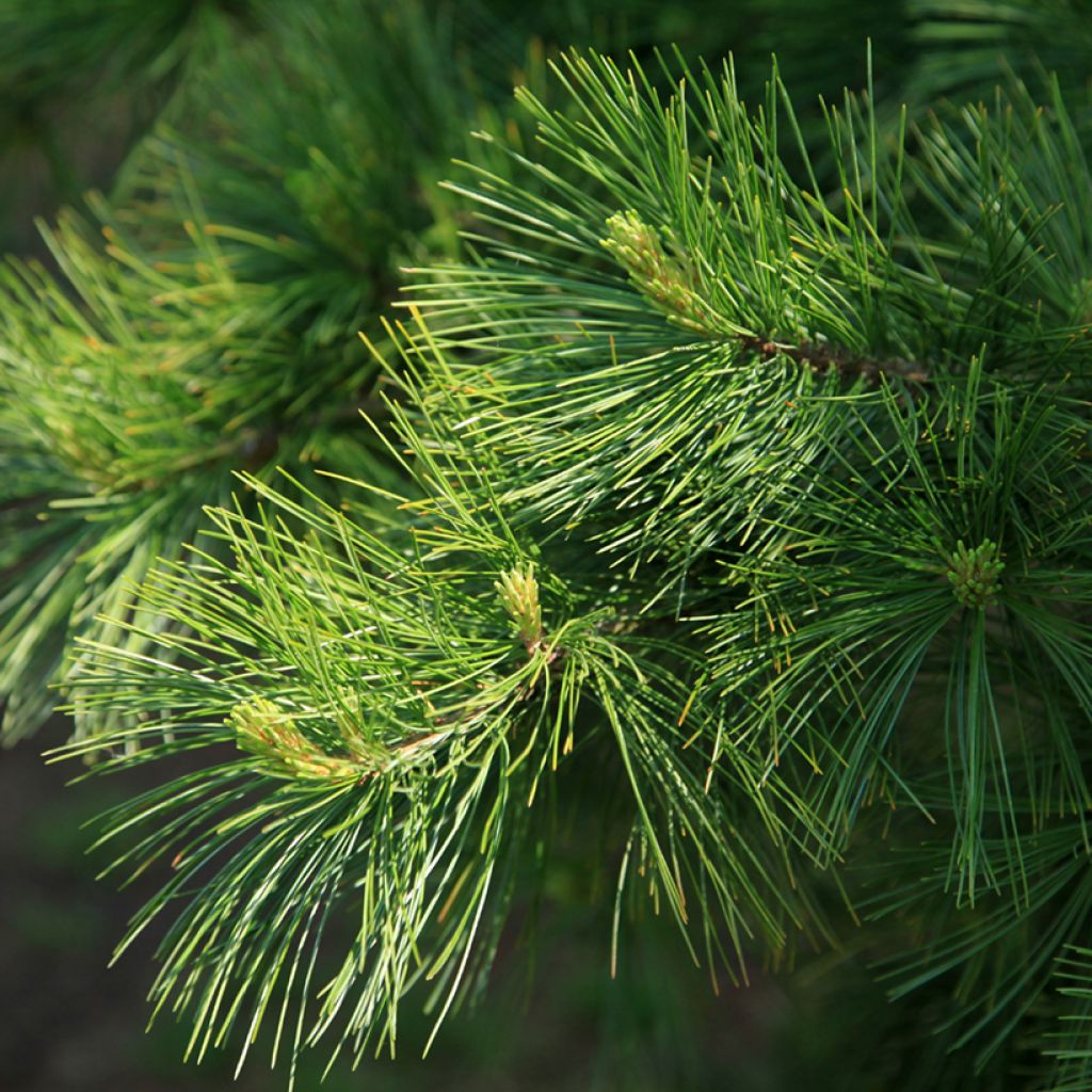 Pino di Armand - Pinus armandii