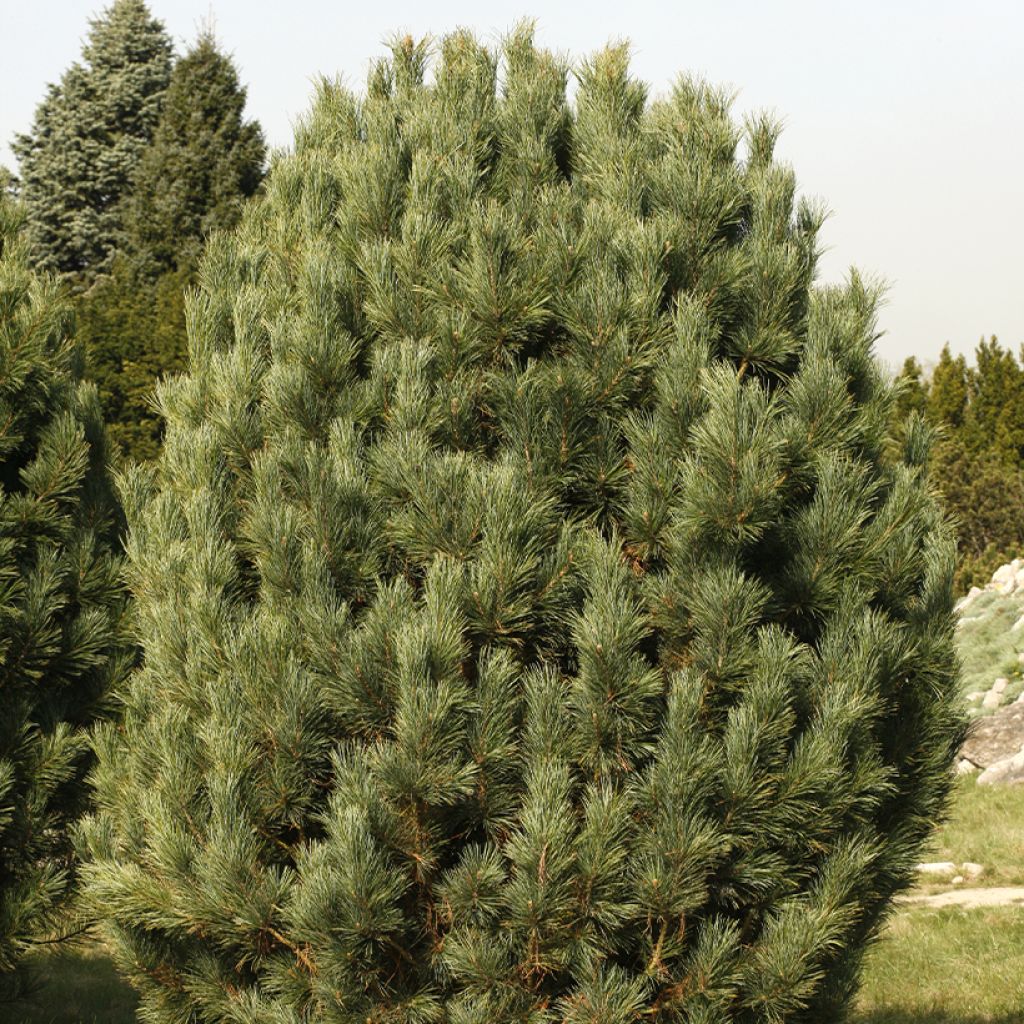 Pino cembro - Pinus cembra