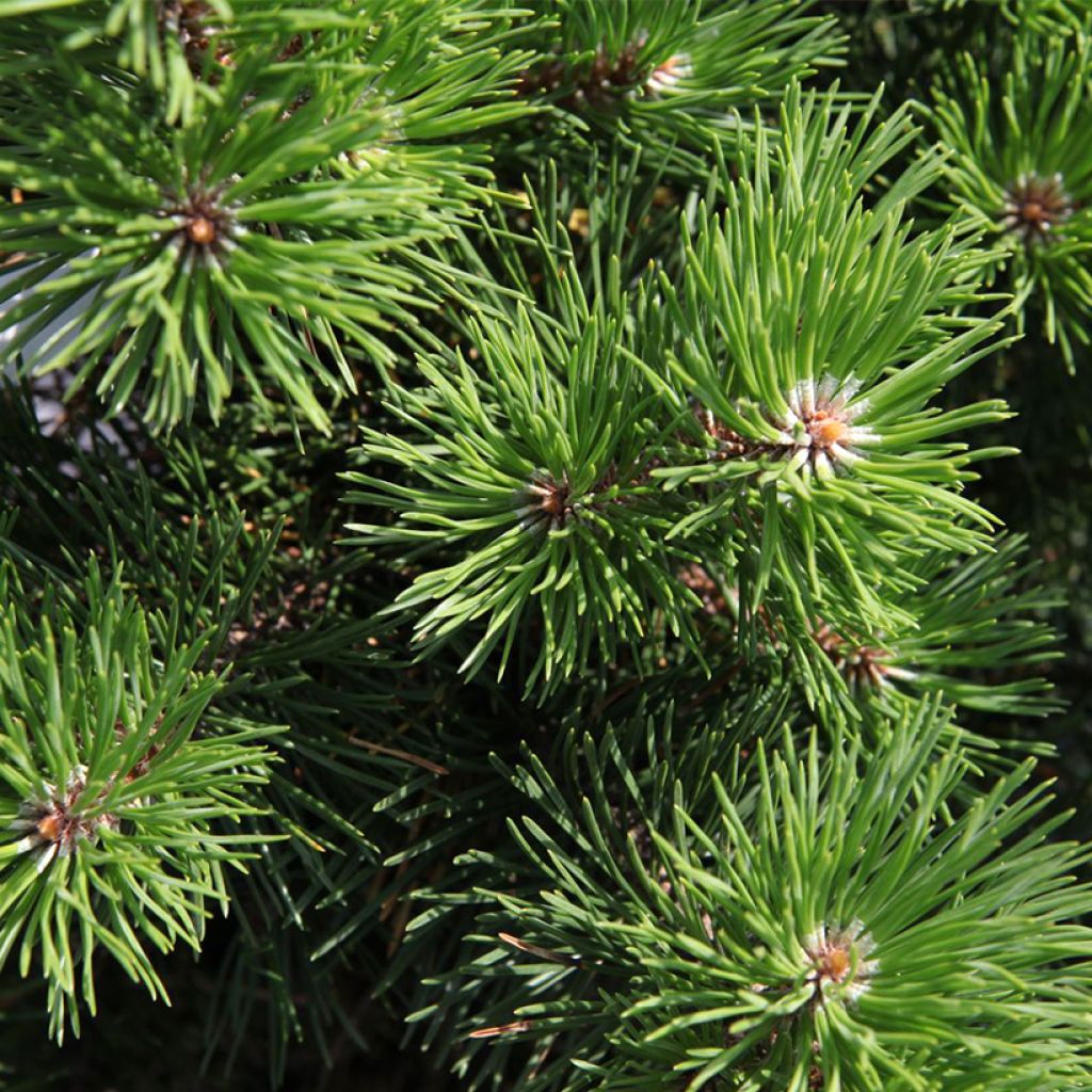 Pin de montagne - Pinus mugo Gnom