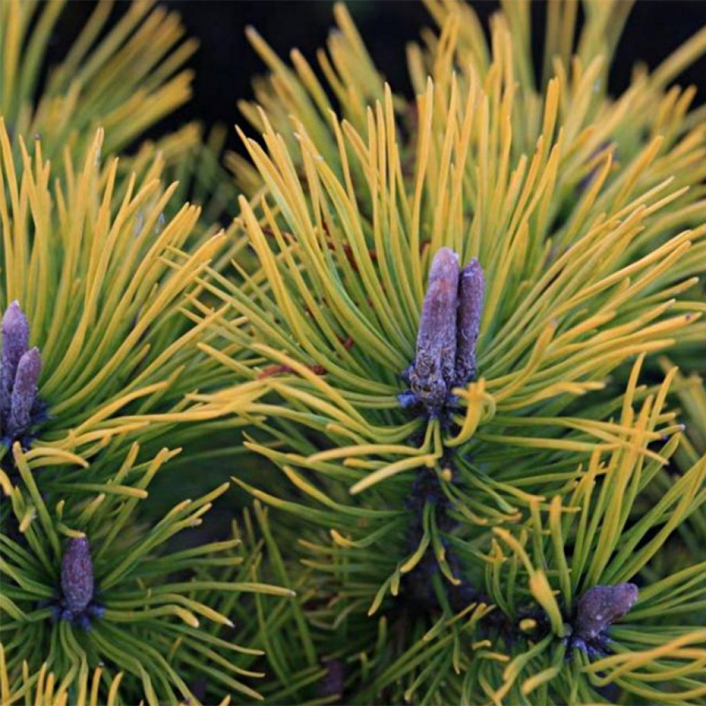 Pinus mugo Golden Glow - Pin de montagne