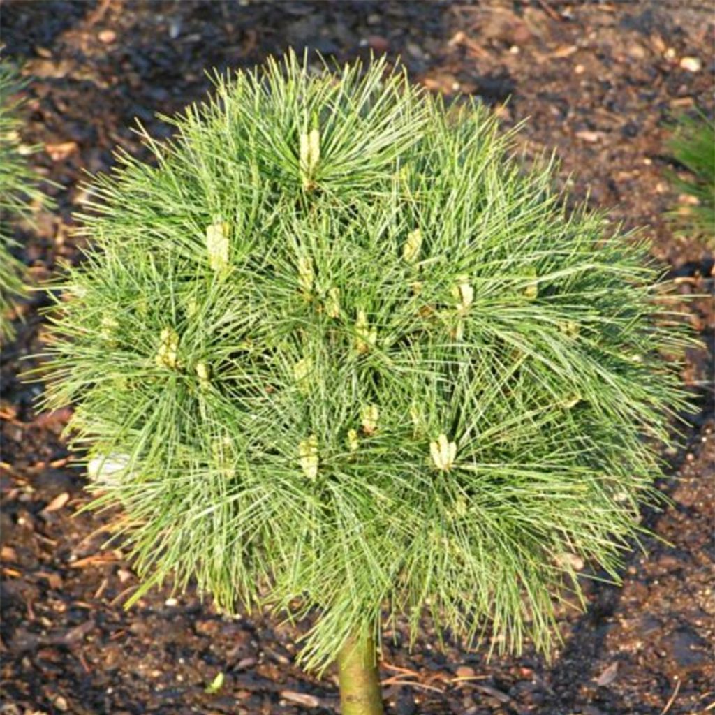 Pinus strobus Greg - Pin de Weymouth nain