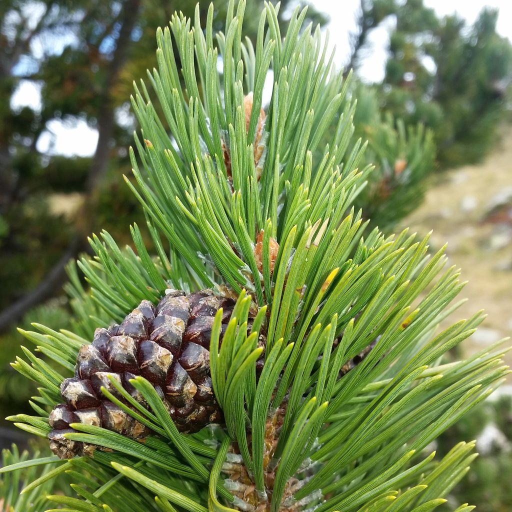 Pinus uncinata Kladská - Pin de montagne
