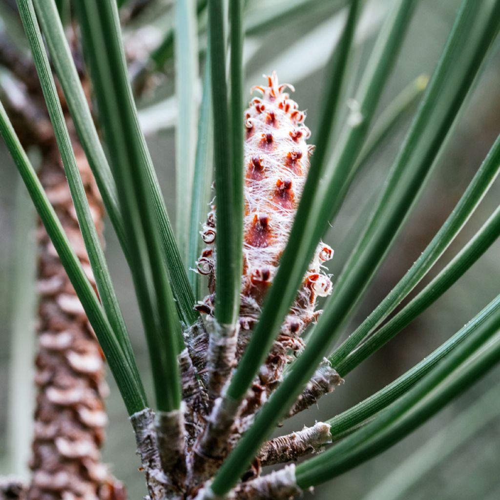 Pinus strobus Radiata - Pino strobo
