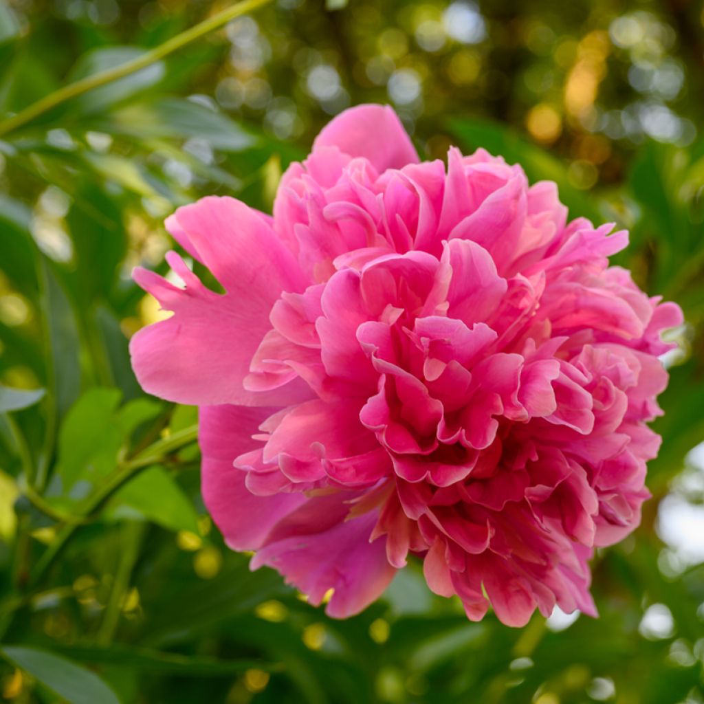 Peonia erbacea Edulis Superba