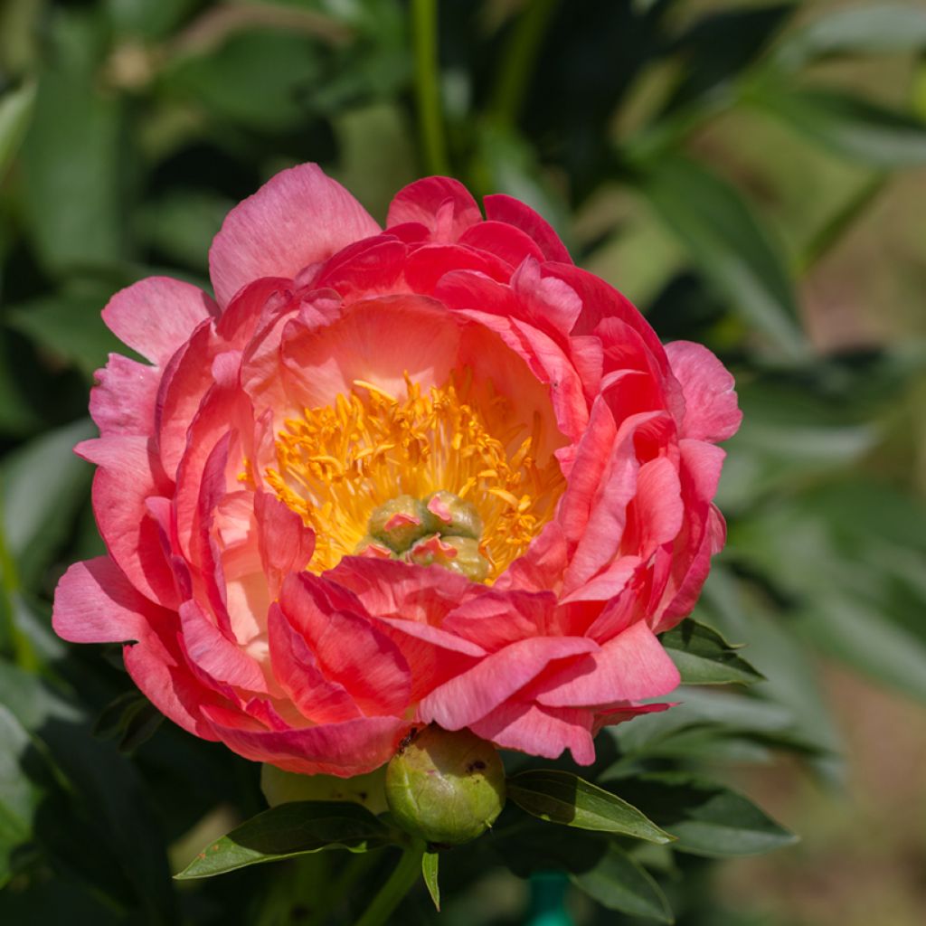 Peonia erbacea Pink Hawaiian Coral