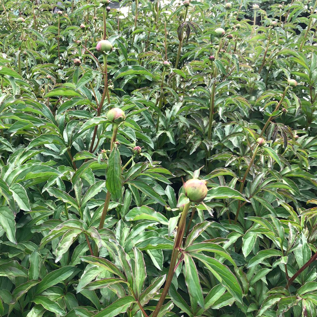 Peonia erbacea Coral Charm