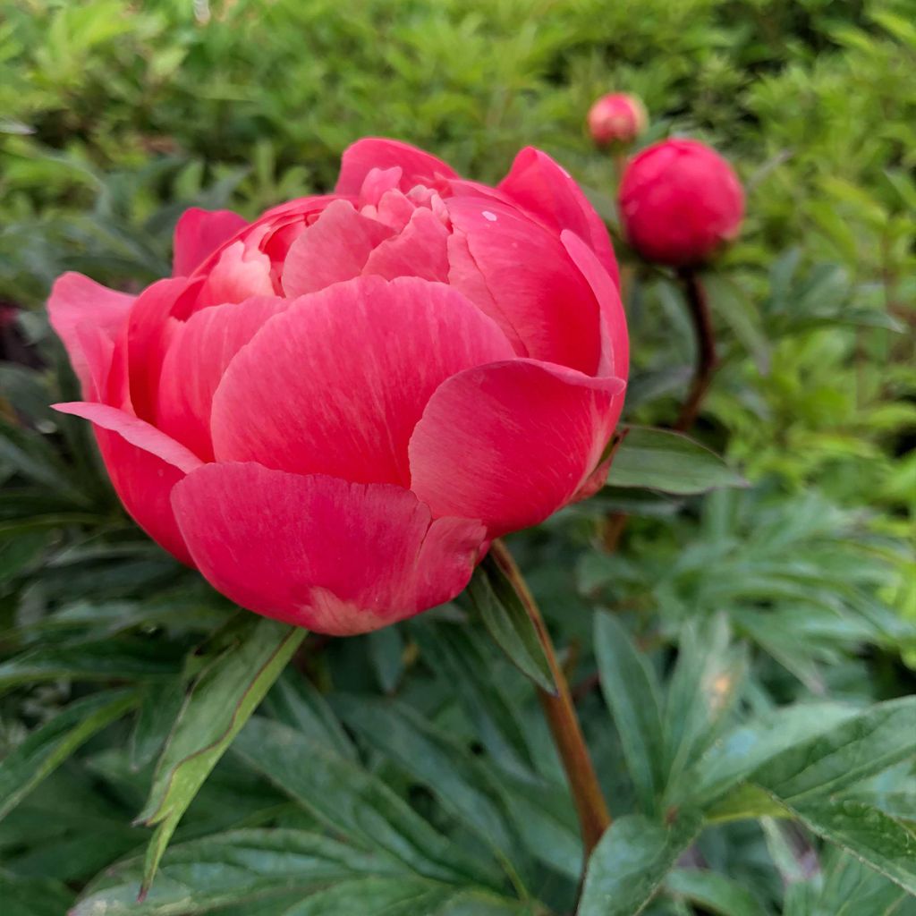Peonia erbacea Coral Charm