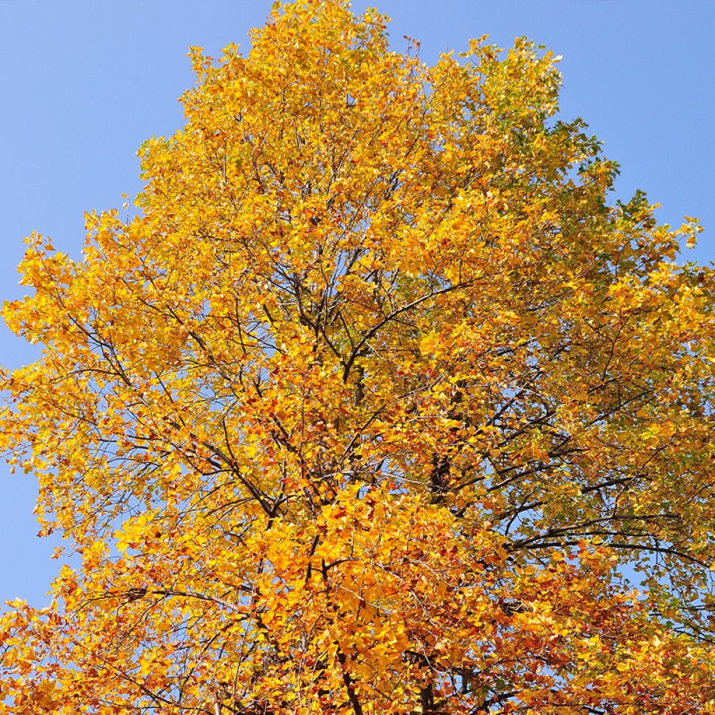 Platanus orientalis - Platano orientale