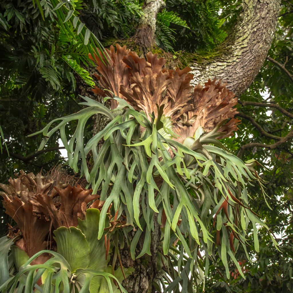 Platycerium alcicorne - Felce a corna di cervo