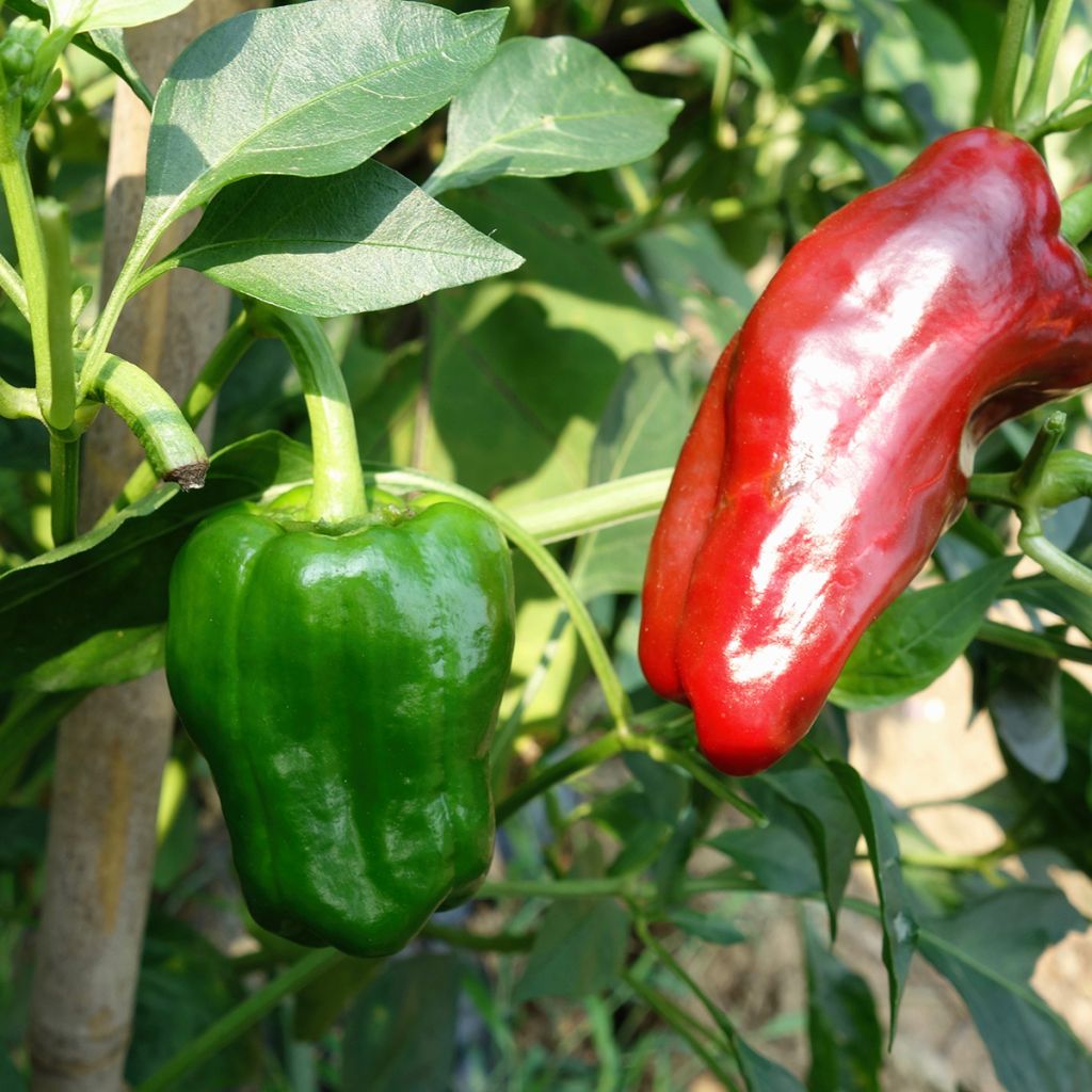 Peperone Marconi Rosso