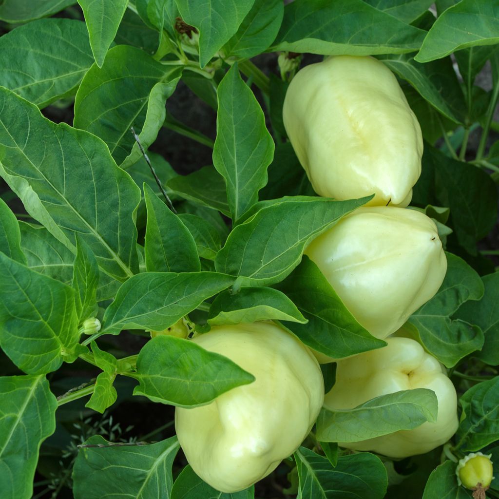 Peperone White Bell