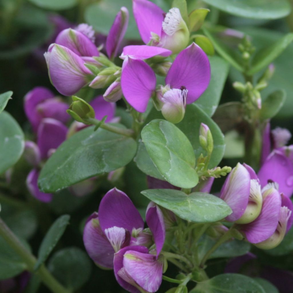 Polygala Bibi Pink - Polygale à feuilles de myrte