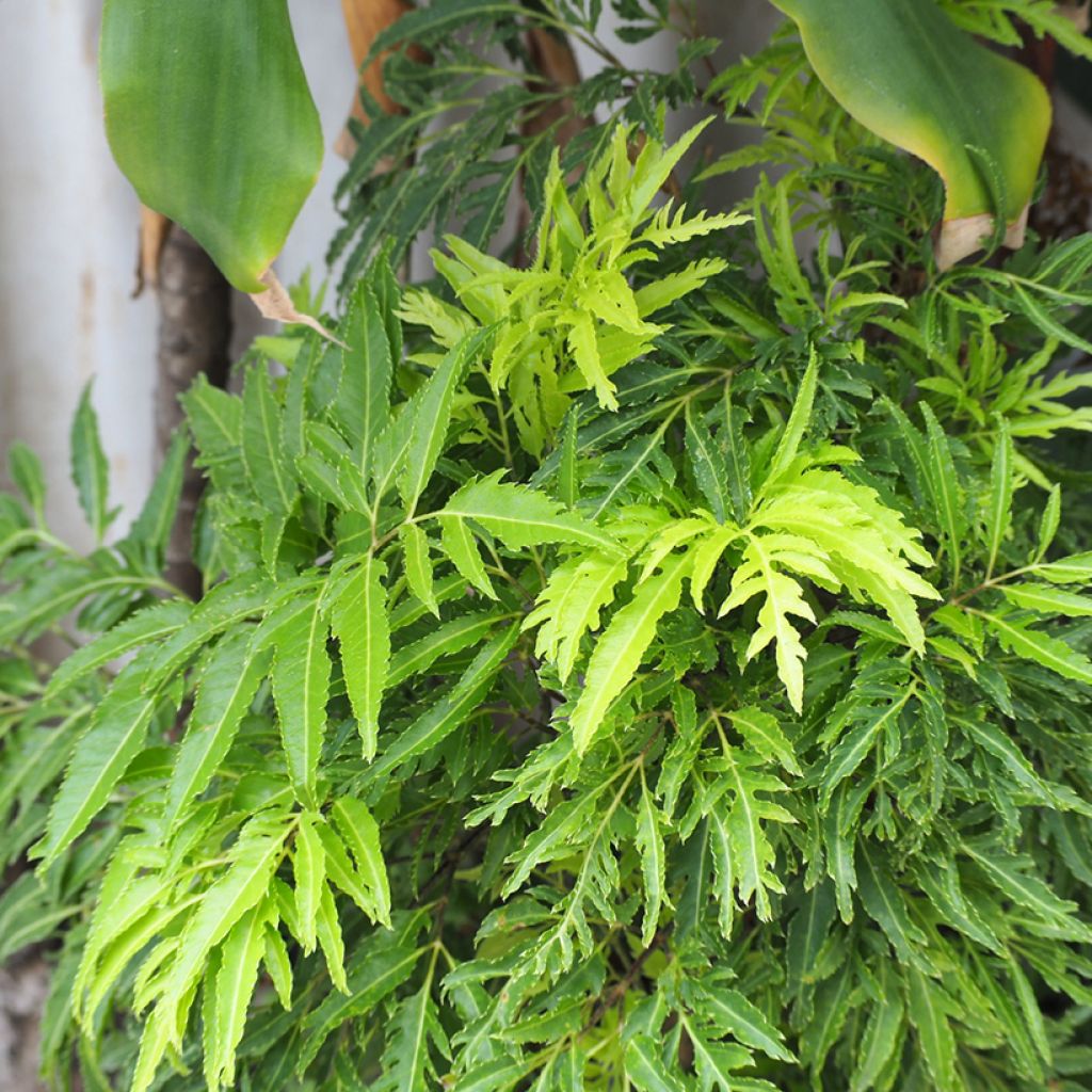 Polyscias filicifolia