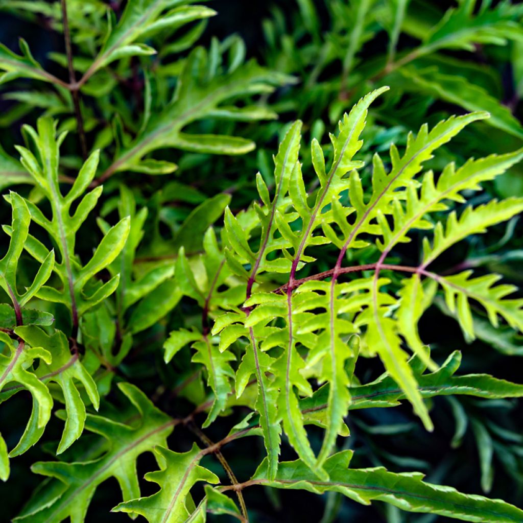 Polyscias filicifolia