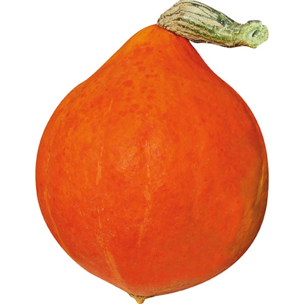 Zucca Divine F1