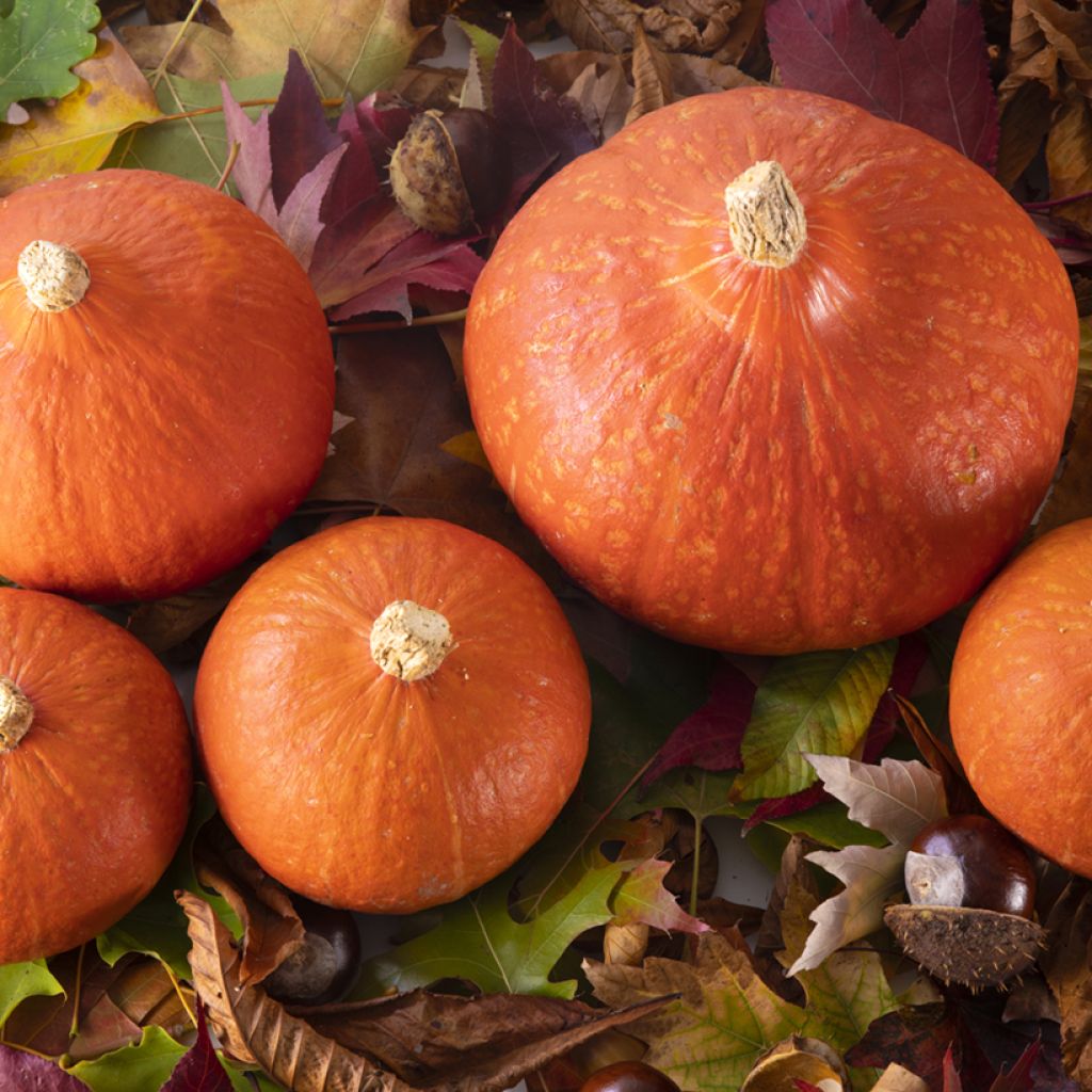Zucca Divine F1