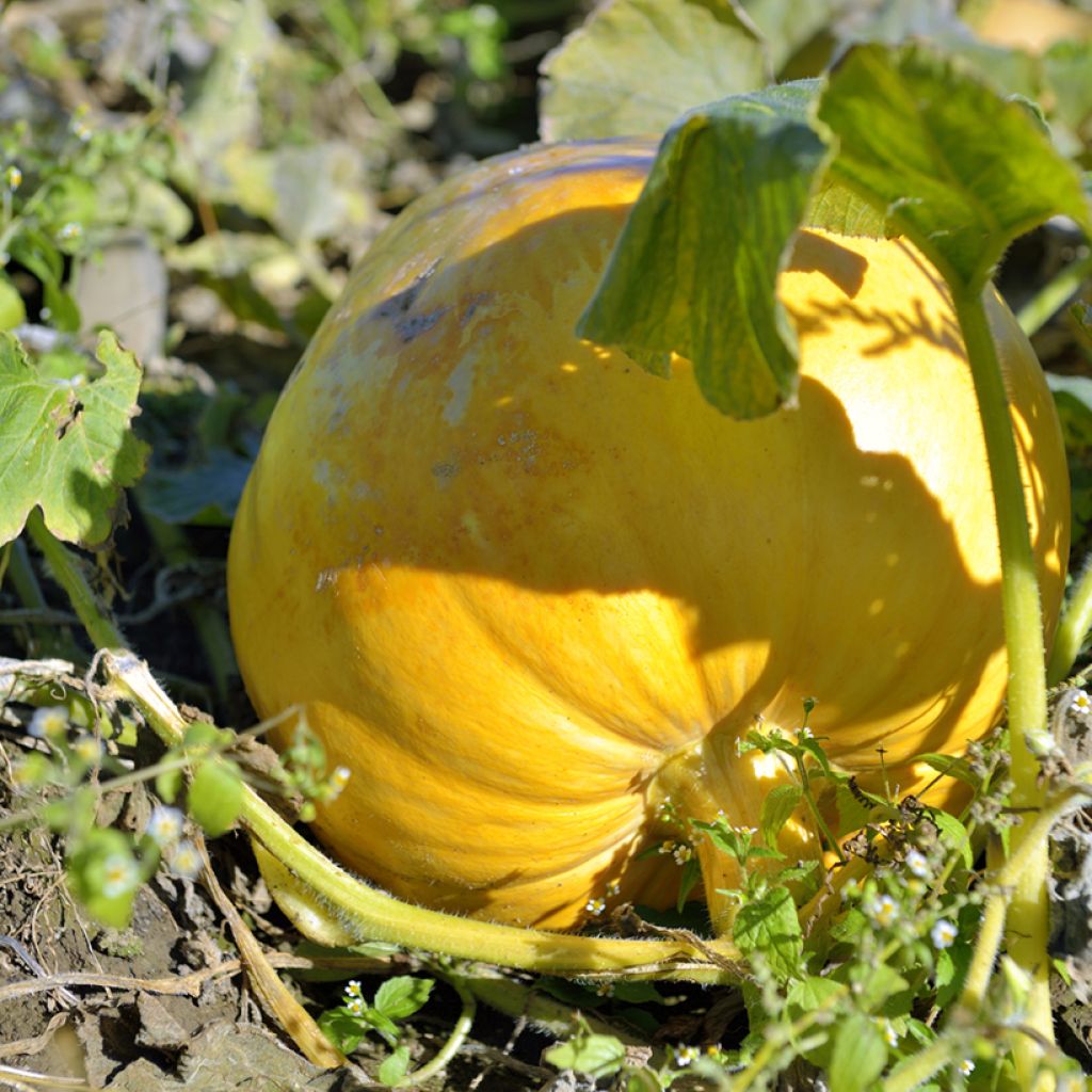 Zucca Gele Reuzen