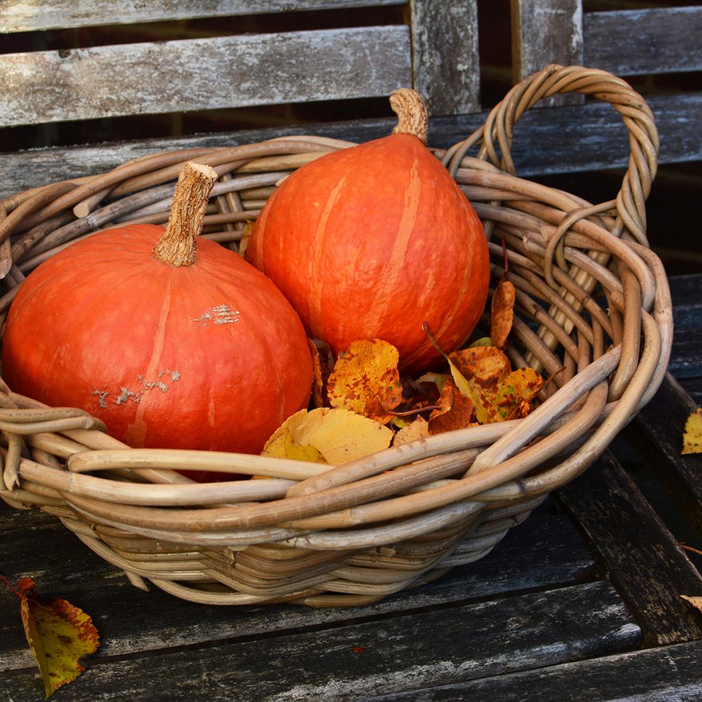 Zucca Uchiki-Kuri