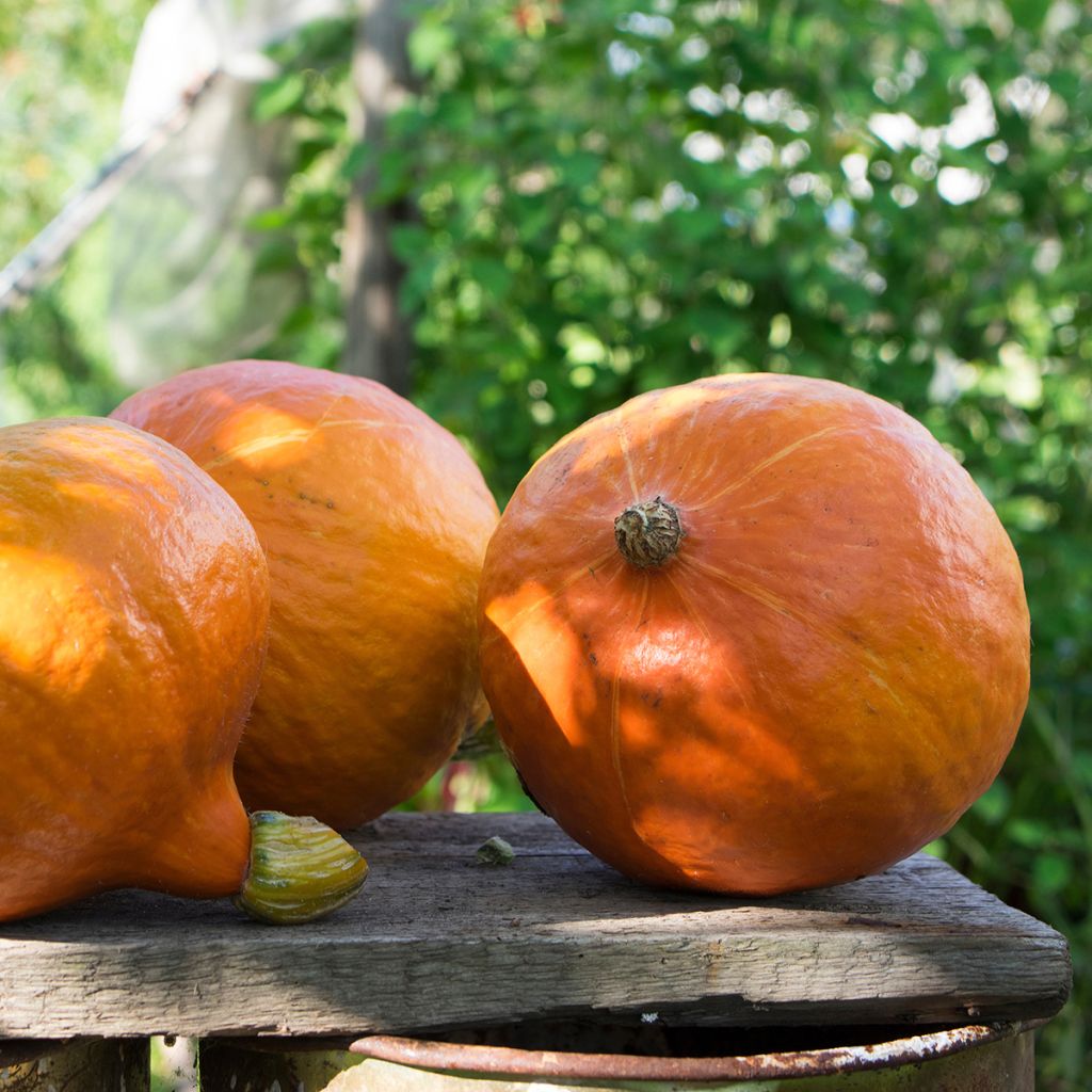 Zucca Uchiki-Kuri